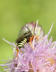 Nomada flavopicta