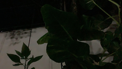 Epipremnum aureum