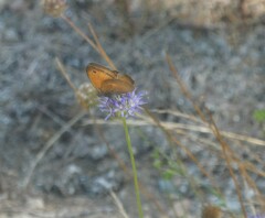 Coenonympha pamphilus