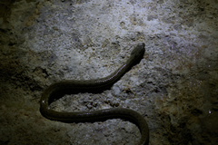 Natrix tessellata