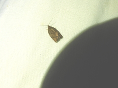 Argyrotaenia juglandana