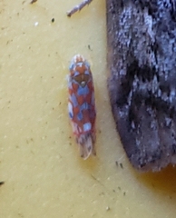 Erythroneura rubra