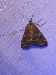 Loxostege munroealis