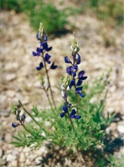 Lupinus havardii