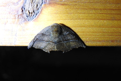 Lepidoptera