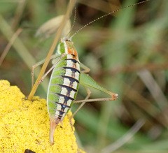 Poecilimon macedonicus