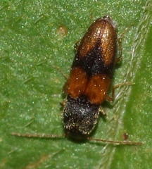 Horistonotus curiatus