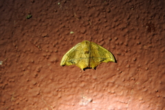Lepidoptera