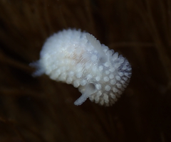 Onchidoris muricata