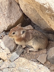 Ochotona rufescens