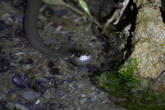 Natrix tessellata