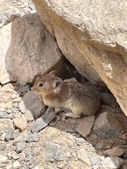 Ochotona rufescens