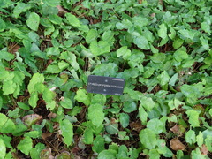 Epimedium perralderianum