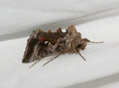 Autographa pseudogamma