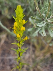 Orthocarpus luteus