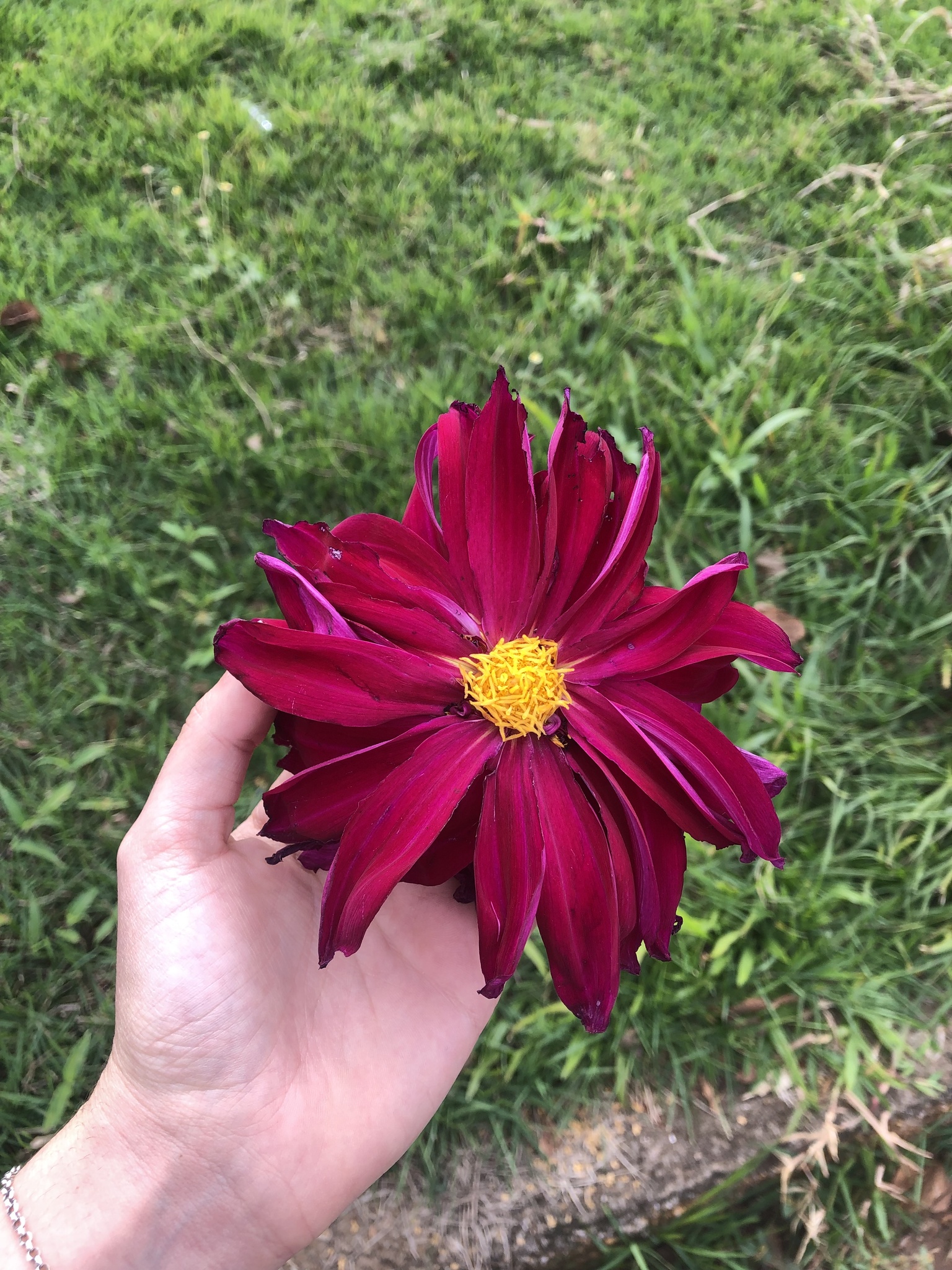 Dahlia pinnata
