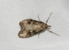 Udea itysalis