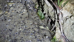 Natrix tessellata