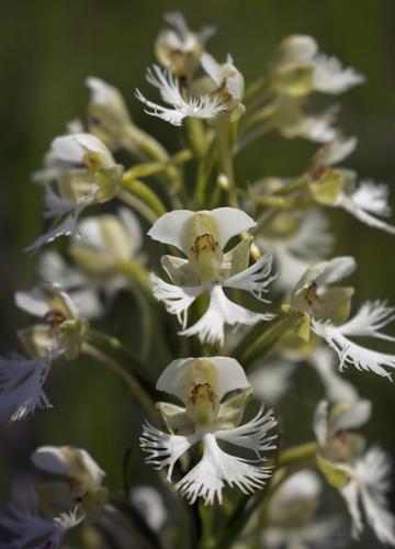 Eastern prairie fringed orchid (Platanthera leucophaea)