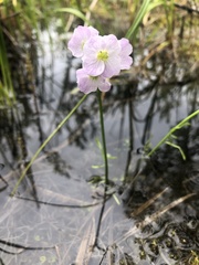 Cardamine polemonioides