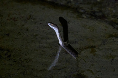 Natrix tessellata