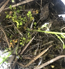 Cardamine polemonioides