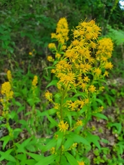 Solidago virgaurea
