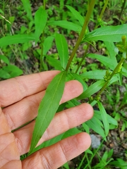 Solidago virgaurea
