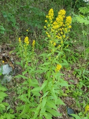Solidago virgaurea