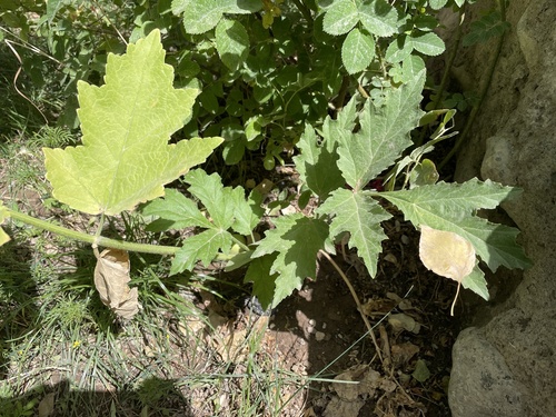 Heracleum anisactis
