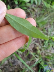 Solidago virgaurea