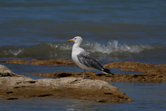 Larus cachinnans