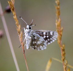 Muschampia tessellum