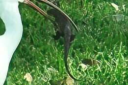 Northern Curly-tailed Lizard, Hillsboro Beach, FL, USA, photo 9 of 10