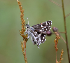Muschampia tessellum