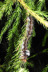 Lepidoptera