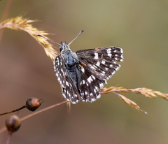 Muschampia tessellum