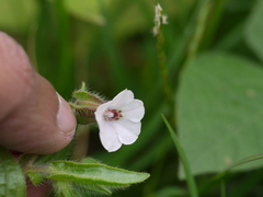 Trichodesma inaequale