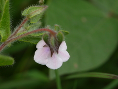Trichodesma inaequale