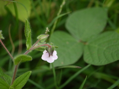 Trichodesma inaequale