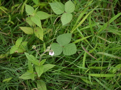 Trichodesma inaequale