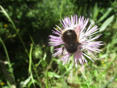Bombus terrestris canariensis