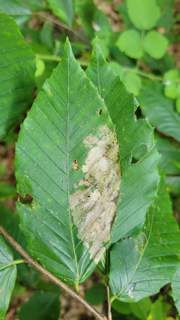 Winged and Once-winged Insects from Solebury Township, PA, USA on July ...