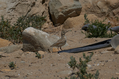 Galerida cristata