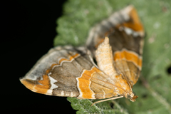 Eulithis pyropata