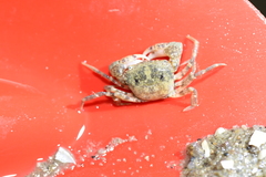 Trissoplax dentata