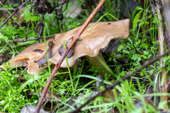 Volvopluteus gloiocephalus