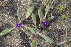 Anchusa aggregata