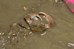 Trissoplax dentata