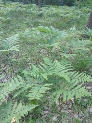 Pteridium pinetorum